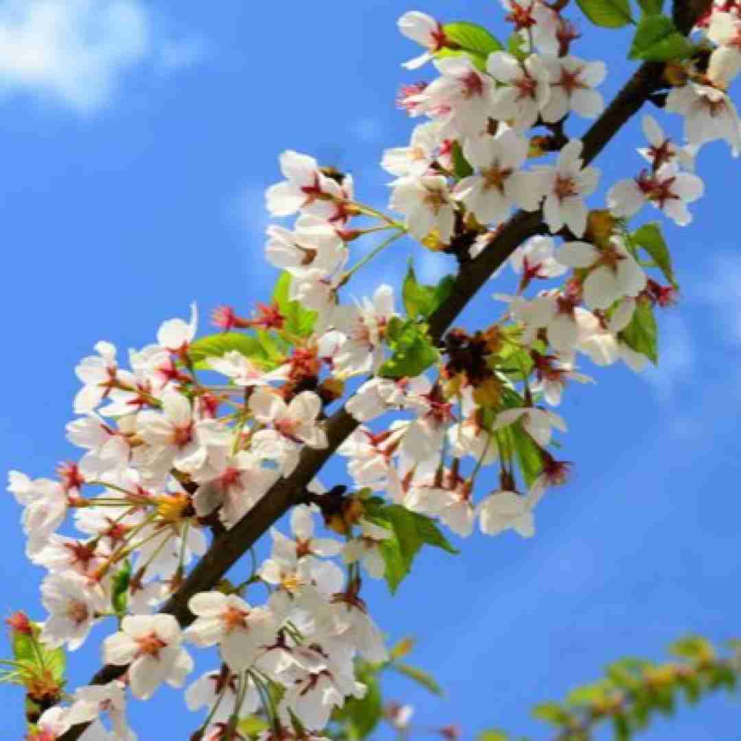  هیشکی به چشمم نمیاد تو که باشی بقیه رو دلم نمیخواد با صدای دختر