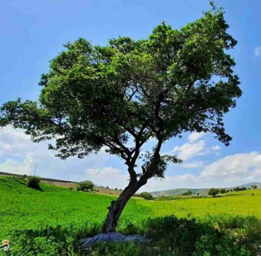  منم عکساشو پاره کردم نامه هاشو پاره کردم فکر یه چاره کردم با صدای دختر