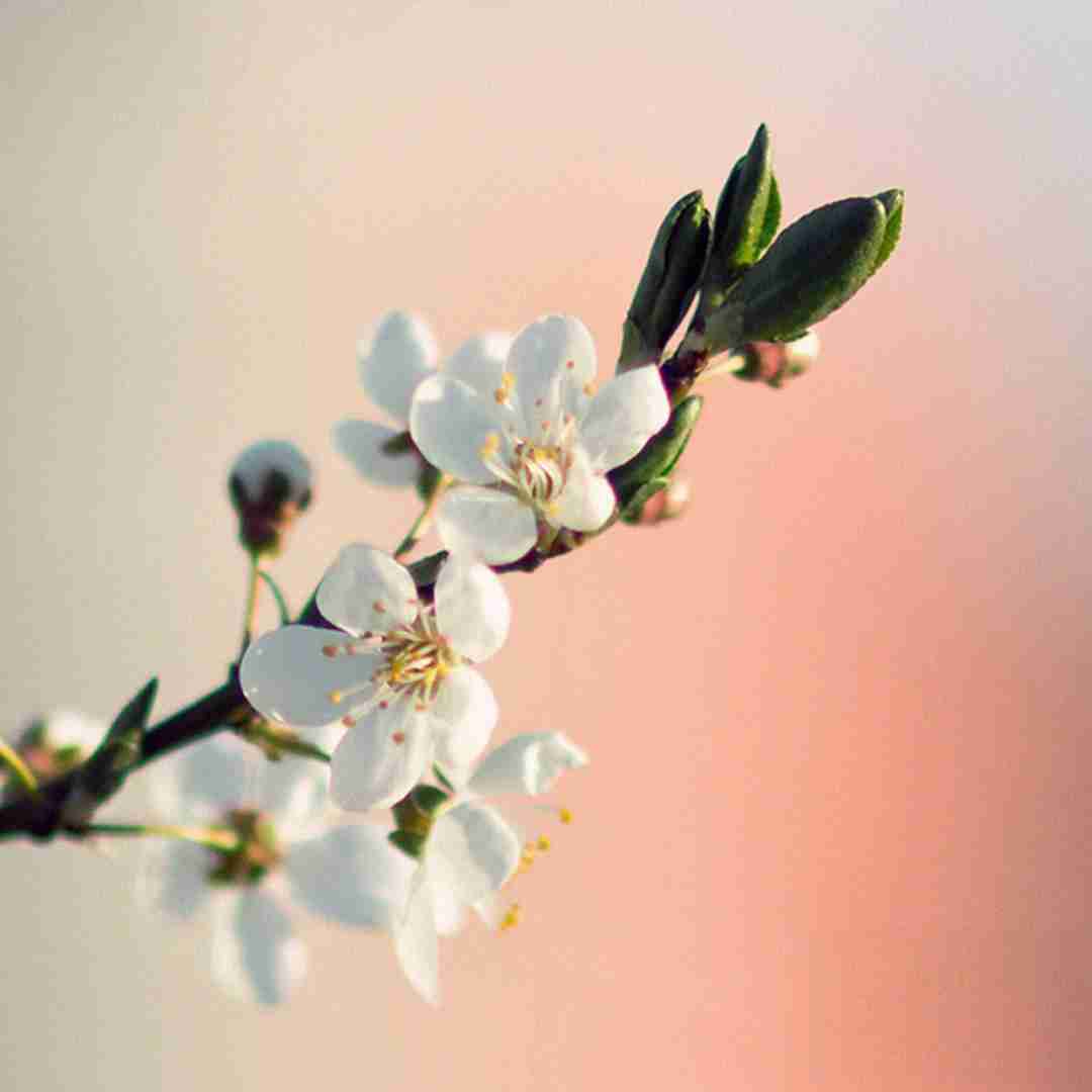  لیلا لیلا آهای فرشته ی مغرور با صدای دختر