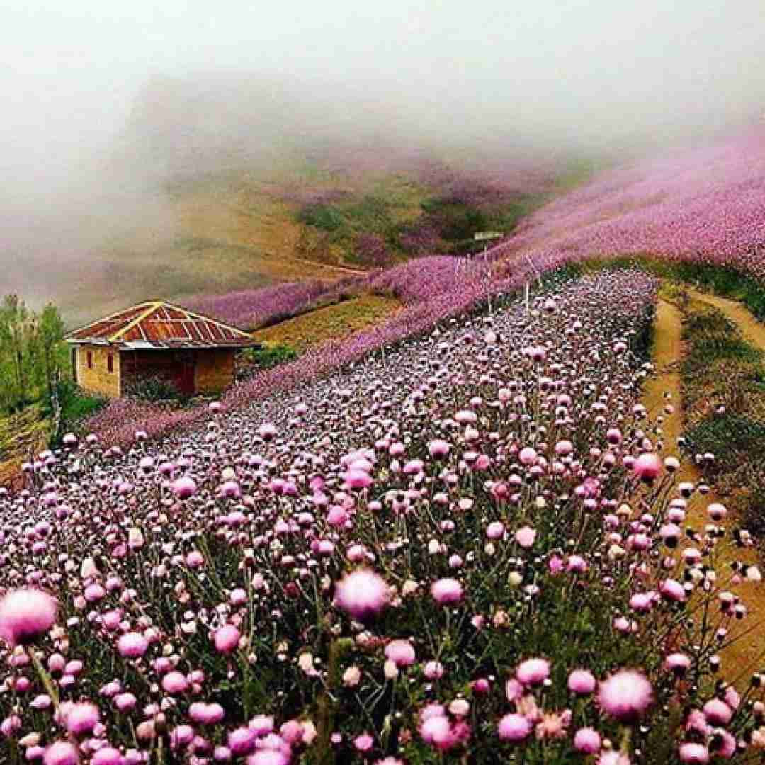فاطمه عطایی پاپلی
