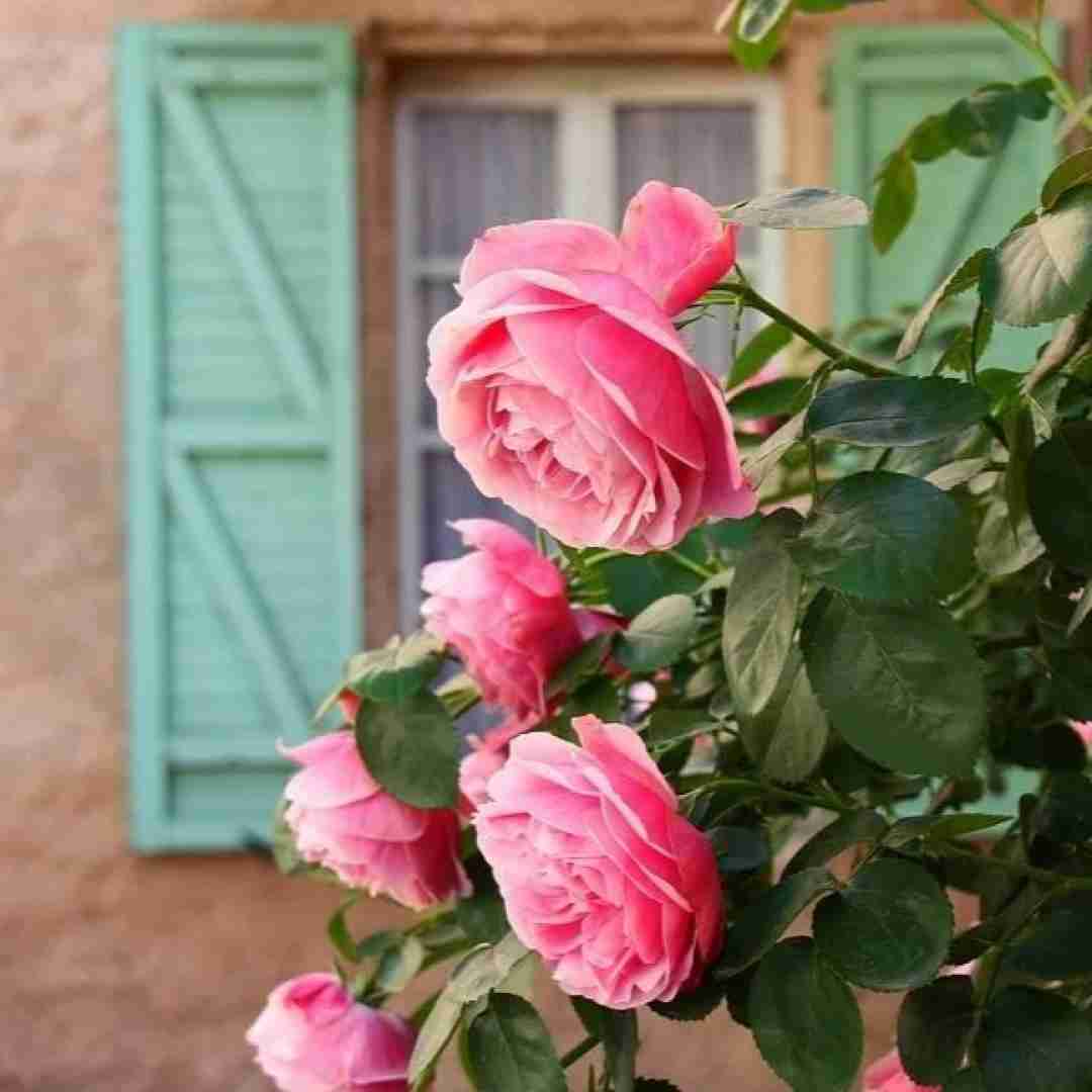 سنا برزنجه قربانی