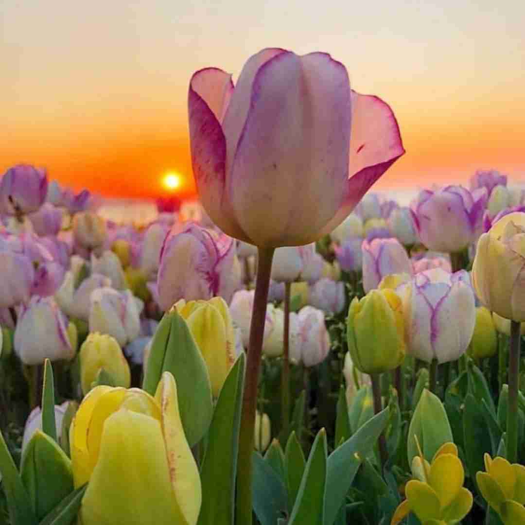  عشق واسه من یه معجزس میکس ترکیبی ترند اینستا