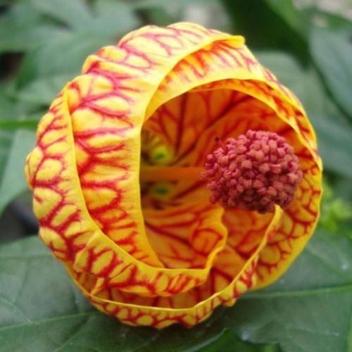 دانلود آهنگ دافش کوچولو موچولو مث پیکسل ریلزش لایک داره