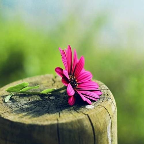 دانلود آهنگ دادیم بازی همو نمیذاشتی تایمو