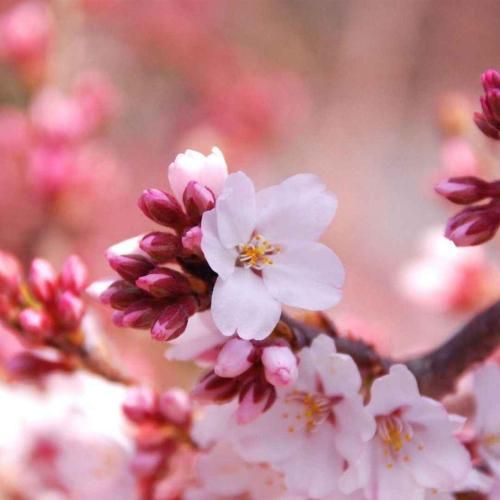 دانلود آهنگ خوش خنده بود یه رو این برج زهرمار ندید ما رو