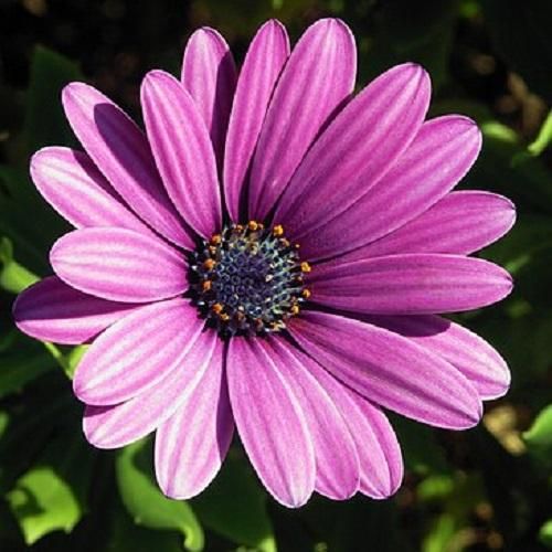 دانلود آهنگ ما درد مشترک شدیم در این هیاهوی زمین از فاطمه مهلبان