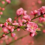 دانلود آهنگ جدید دیشب اومدم خونتون نبودی راستشو بگو بهم با کی لالا کرده بودی